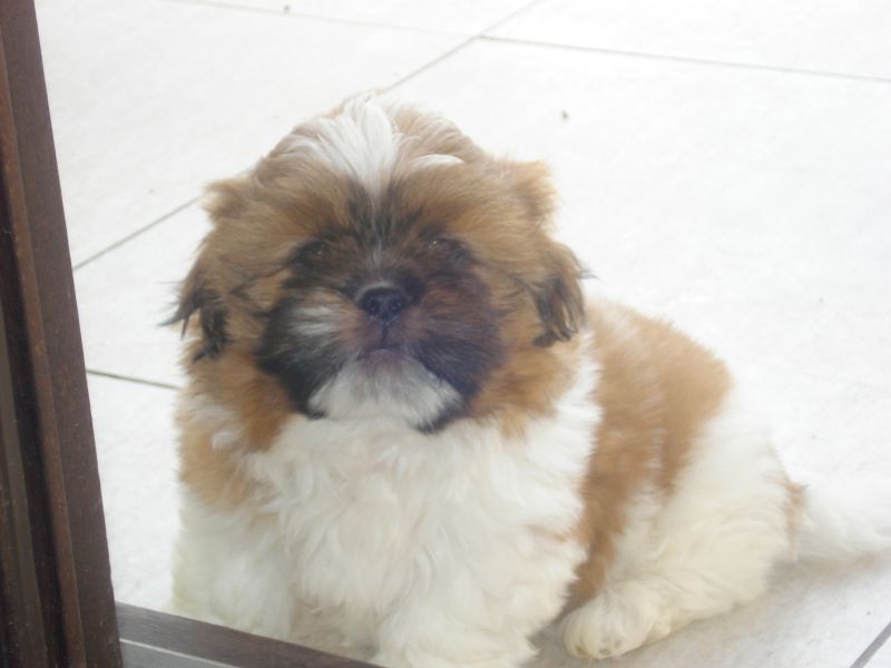 Ultimo machinho de shitzu a venda .. lindo presente  para o natal 