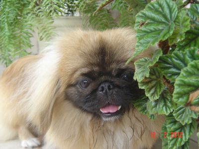 Pequinês - Filhote - macho