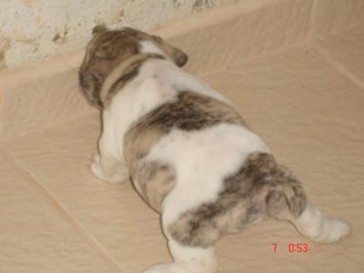 FILHOTE MACHO DE BULLDOG INGLÊS