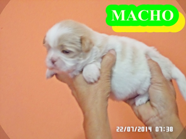 Shih tzu, um amigo inesquecivel