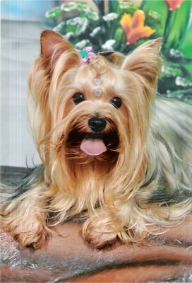 Vendem-se Lindos Filhotes De Yorkshire!!!