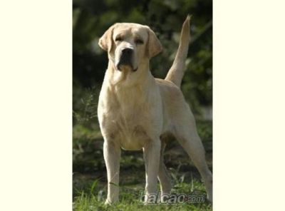 NINHADA PREVISTA PRETO E AMARELO. NASCE ATE 21-04