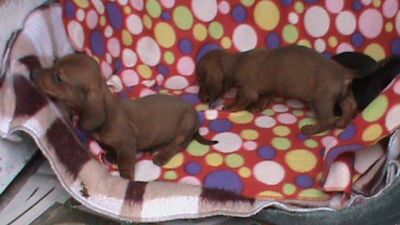 BASSET TECKEL EM 10X SEM JUROS NO CARTÃO