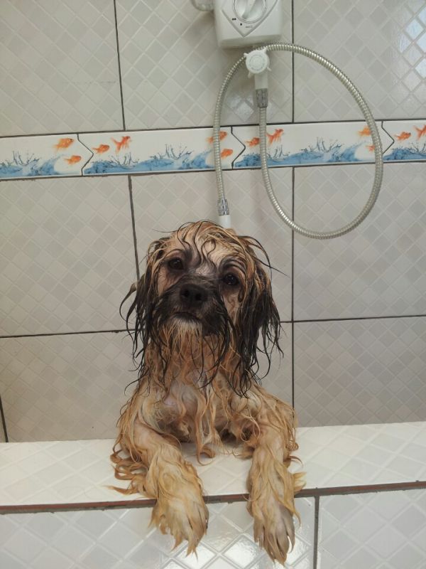 Padreador de Lhasa Aso