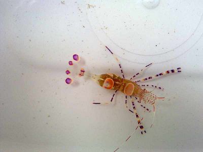 Vende-se peixes e corais 