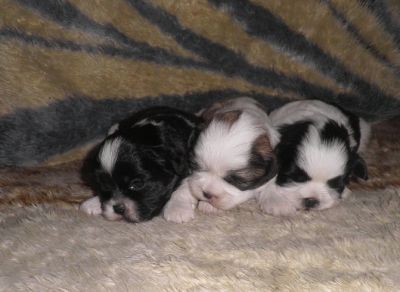 Filhotes de Lhasa Apso