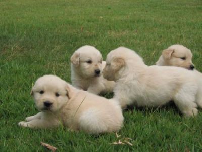 Golden Retriever, Magníficos Filhotes R$800 