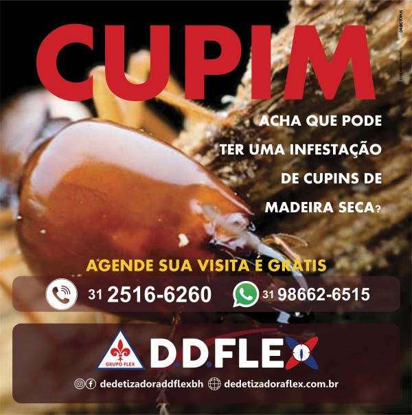 Dedetização e descupinização de cupins em BH