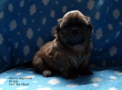 Filhotes de Shih Tzu