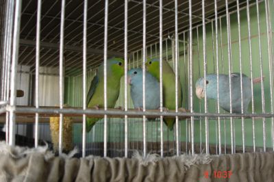 Forpus Coelestis - vendo