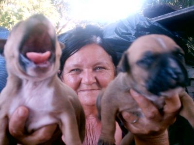 vendo filhotes de pit bull red nouse