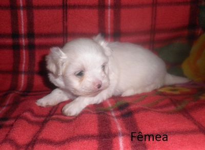 Filhote de Maltês - Promoção