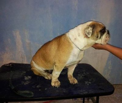 Bulldog Inglês Fêmea Adulta