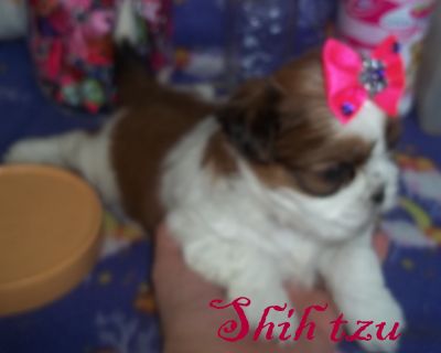 Shih tzu , Yorkshire , São Bernardo , Golden Retriver . Canil Simon Bel