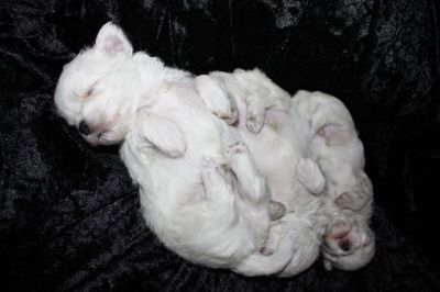 Filhotes de Maltês Micros Machos e Fêmeas pronta Entrega