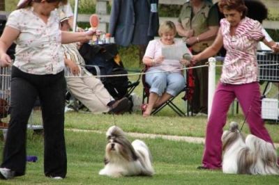 Lindos filhotes de shint-zu R$1.200