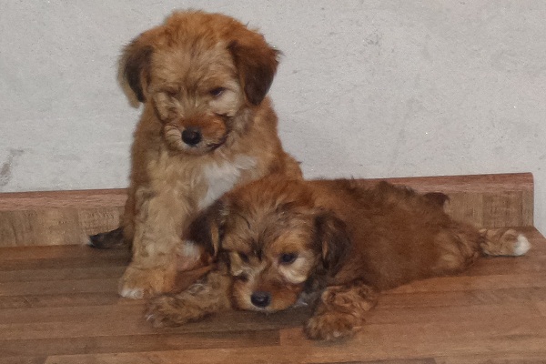   Filhote Fêmea de Cão De Crista Chinês Powderpuff Hibrico - Promoção