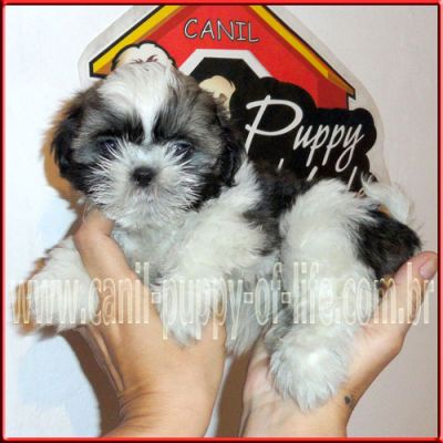 Canil puppy- vd filhotes shih tzu