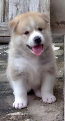 Canil Dogs Valents:Estamos com filhotes em PROMOÇÃO.