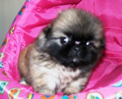 Pet shop, venda, filhote, Pequinês, Porto Alegre,