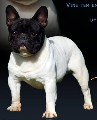 Buldogue Frances filhotes