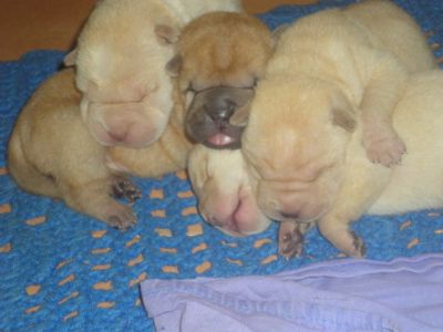 filhotes de shar-pei