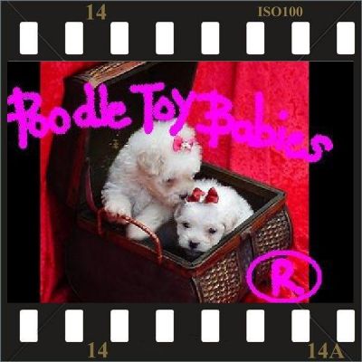 ** ESPECIALIZADO EM POODLES VERDADEIROS BIBELOS  POODLE MICRO E TOY LOVPUPPIES KENNEL (22)8805-9406 