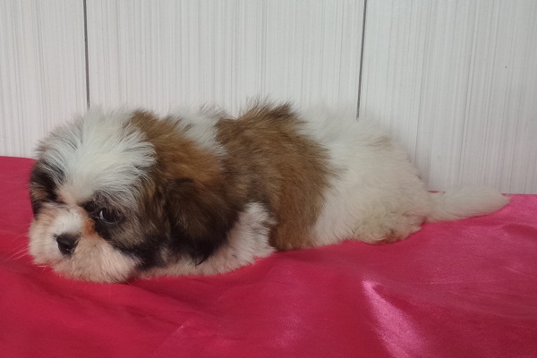 Filhote de Lhasa Apso Fêmea