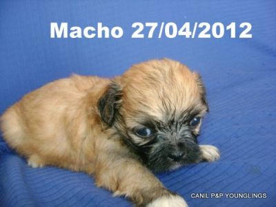 CANIL P&P YOUNGLINGS