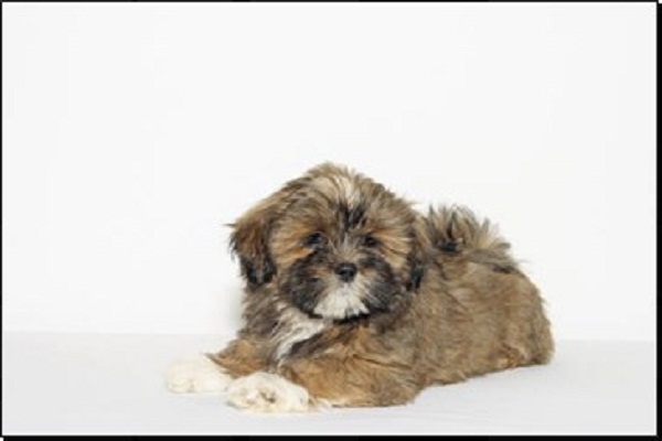 Filhotes de Lhasa Apso