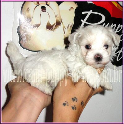 Vendo filhotes maltes micro