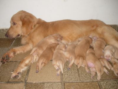 Filhotes de Golden Retriever