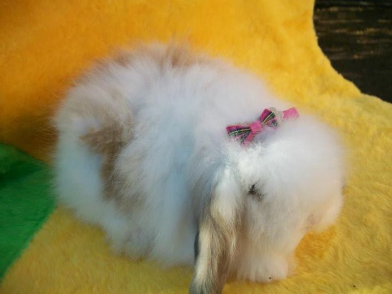 Mini Coelhos F& J...