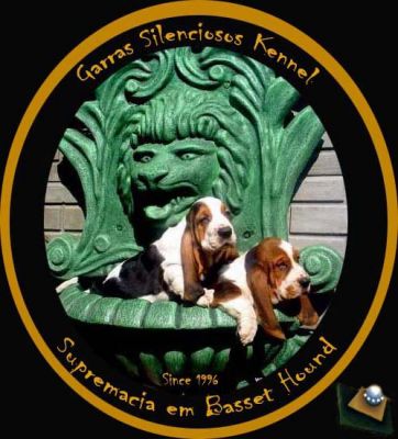 Caes lindos Orelhudos pelo curto e não mordem Basset Hound