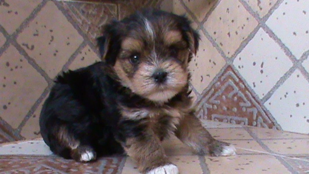 Linda feminha de York, tricolor bem pequenina