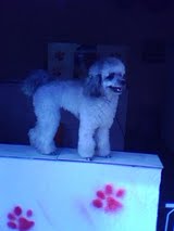 BANHO E TOSA      TEL 2282 3625  E  28489217