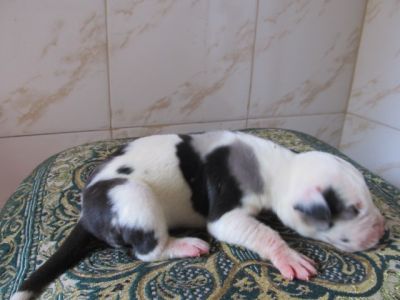 FILHOTES DE DOGUE ALEMAO