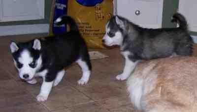 filhotes de husky siberiano para adopção