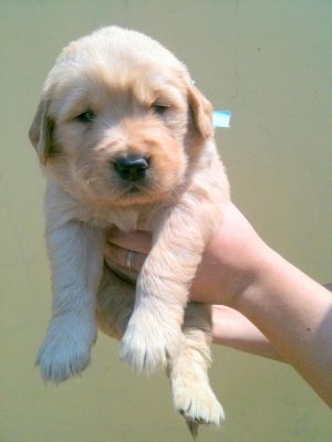 Golden Retriever - excelentes filhotes a venda