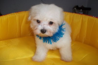 Maltês Filhotes  Apaixonantes  com pedigree em mãos 