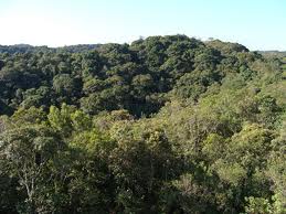 TERRENO RURAL COM MATA NATIVA PARA COMPENSAÇÃO AMBIENTAL