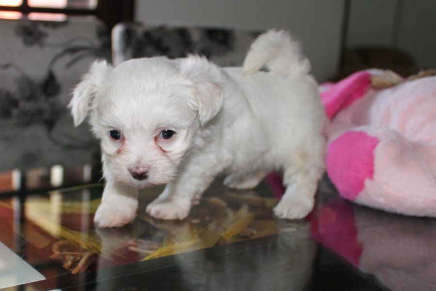Canil puppy of life - vd filhotes maltes - São Paulo