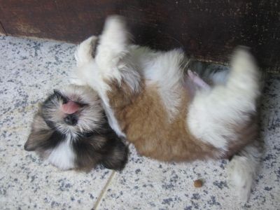 Filhotes de Shih Tzu com pedigree - Shabab Kennel