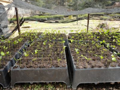 Mudas de Mogno Africano