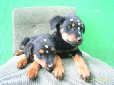 Filhotes de Rottweiler Porte  Europeu