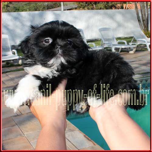 Canil puppy of life- vd filhotes shih tzu - São Paulo