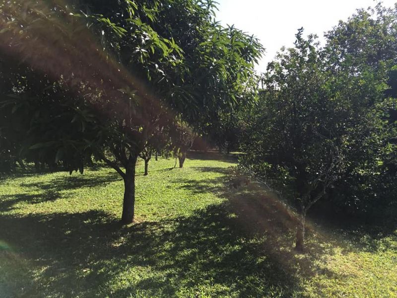 Sítio a venda Içara bairro Jussara