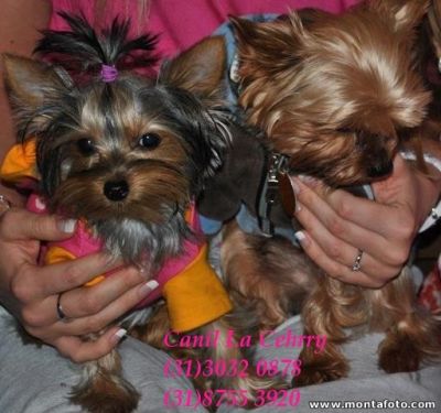 Canil La Cherry anuncia a venda de Yorkshire Micros e Bibelôs