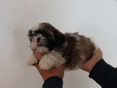 Canil puppy of life - vd filhotes shih tzu - Arujá - SP