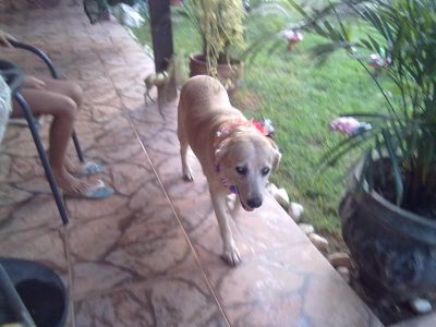 HOSPEDAGEM DE CÃES - TAU